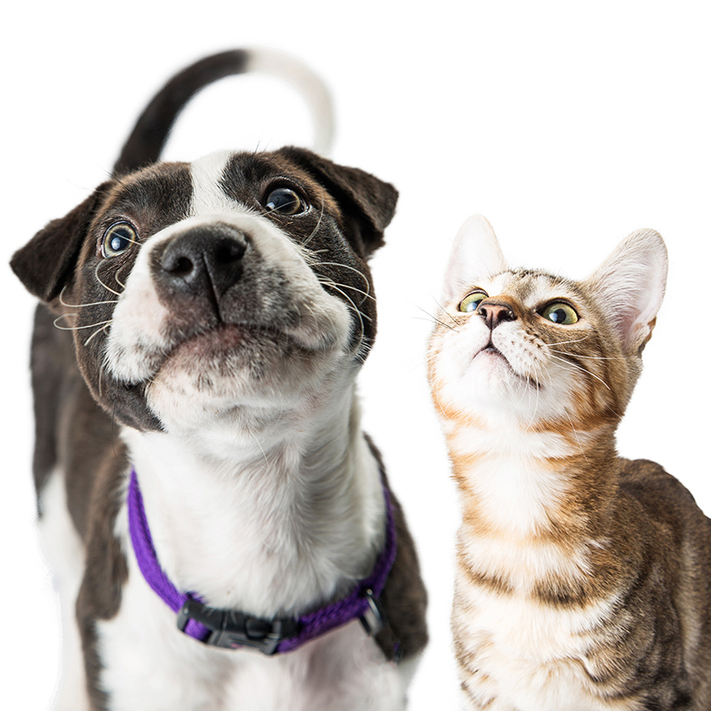 metapet_kedi_kopek_urunleri_kategori_banner