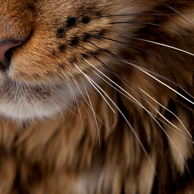metapet_kedi_saglik_urunleri_kategori_banner